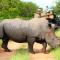 Geiger's Camp in Timbavati Game Reserve by NEWMARK - محمية صيد تيمبافاتي