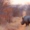 Geiger's Camp in Timbavati Game Reserve by NEWMARK - محمية صيد تيمبافاتي