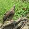 Shanta Ghar A Rustic Guesthouse - Chitwan