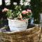 Andy's Gardens - Gerani Chanion