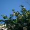 B&B I Corni di Nibbio - ميرجوزو