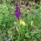 Au Jardin Des Violettes photo 20