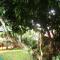 Les Agapanthes