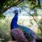 Shamba Yetu Mountain Lodge - Maanhaarrand