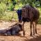 Shamba Yetu Mountain Lodge - Maanhaarrand