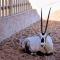 Foto: Arabian Oryx Camp 28/71