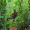 Jungle River