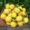 I Limoni del Sud Sardegna