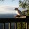 Foto: Tamborine Mountain Bed and Breakfast 33/52