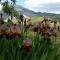 Finca Las Morenas