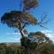 Pink Gums Farmstay - Currency Creek