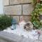 Apartment Nereo