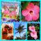 Atlantic Sands Beach Suites