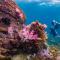 Forra Dive Resort Pattaya Beach