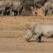 Tau Game Lodge - Madikwe Game Reserve