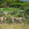 Tau Game Lodge - Madikwe Game Reserve