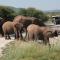 Tau Game Lodge - Madikwe Game Reserve
