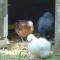 La chauviere photo 20