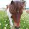 Bio Bauernhof - Mini Shetland Ponyhof "Almbauer" - Waidhofen an der Ybbs