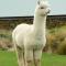 Foto: Alpaca Farmstay 18/18