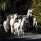 Foto: Alpaca Farmstay 15/18