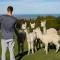 Foto: Alpaca Farmstay