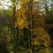 Woodland Views