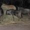 InniBos Marloth Park