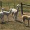 Raynella Alpaca Farmstay