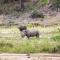 Amani Safari Camp