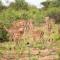 Amani Safari Camp