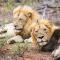 Amani Safari Camp