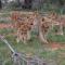 Amani Safari Camp