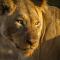 Amani Safari Camp
