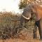 Amani Safari Camp