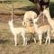 Raynella Alpaca Farmstay - Gruyere