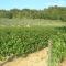 Podere Ghiole