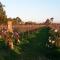 Foto: Emma's Cottage Vineyard 32/45