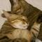 Cat Walk貓步民宿