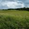 Wiking