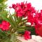 Kallopsia Home 105 Glifada Beach Corfu Menigos Resort by New Era
