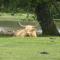 Cypress Log Cabins Accommodation - Godshill