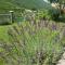 Kuća Lavanda
