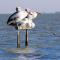 Foto: Pelican Perch Retreat