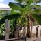Tropical Breeze "Dushi Bida"