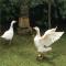 La grange photo 20