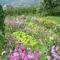 Pension Laurin