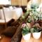 Chalet Rasteck