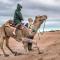 Desert Tours & Camp Chraika