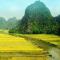 Tam Coc Golden Rice
